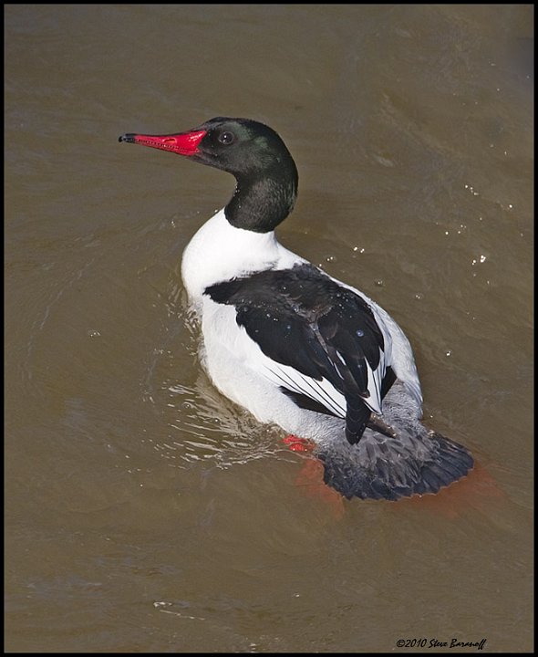 _0SB6803 common merganser drake.jpg